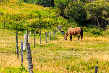 A brown horse is grazing in a field with a fence in the background. The scene is peaceful and serene, with the horse enjoying the fresh grassの写真素材