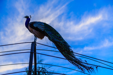 A blue and white sky with a peacock perched on a wire. The peacock is the main focus of the image,...