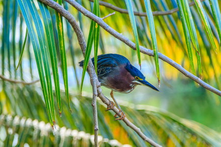 A bird is perched on a leafy branch. The bird is brown and black. The branch is green and has leaves