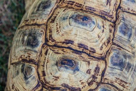 A tortoise with a brown shell. The shell has a pattern of brown and black spots, and it is old and worn. The tortoise is laying on the ground, and its shell is visible from the frontの写真素材