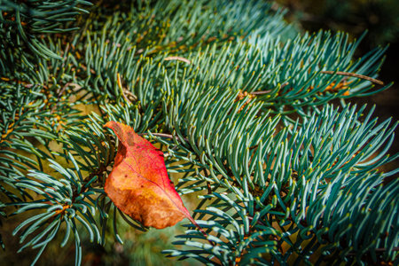A leaf is on a tree branch. The leaf is brown and has a red tip. The tree is green and has many...