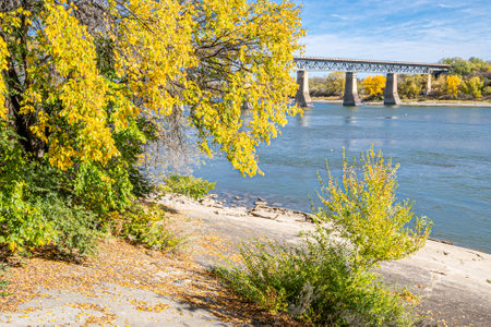 A bridge spans a river with a green tree in the foreground. The leaves on the tree are yellow, and the water is calm. The scene is peaceful and serene, with the bridgeの写真素材