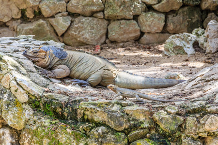A lizard is laying on a rock in a zoo enclosure. The lizard is brown and has a blue headの写真素材