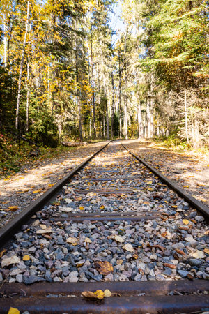 A train track with leaves on the ground. The leaves are scattered all over the track. The train...