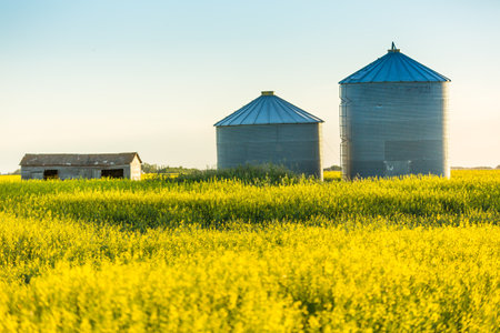 A pair of steel grain bins sit in a field of ripe yellow canolaの写真素材
