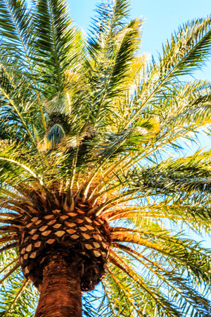 A tall palm tree with a brown trunk and green leaves. The tree is in a sunny location, with the sun shining brightly on it. The leaves are green and appear to be healthyの写真素材