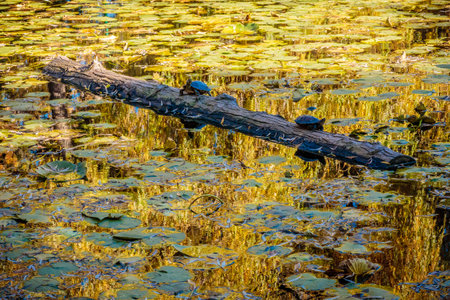 A log is floating in a pond with a few turtles on it. The pond is full of lily pads and the water is calmの写真素材