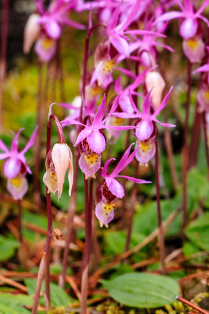 A bunch of pink flowers with yellow centers. The flowers are small and have a delicate appearance. Concept of beauty and tranquilityの写真素材