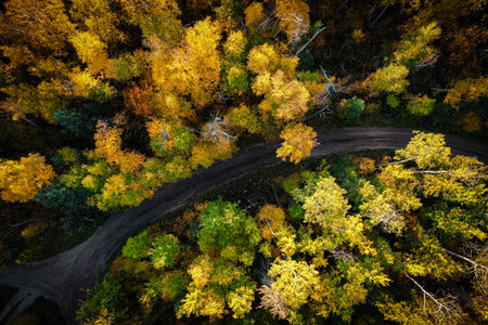 A road with trees in the background. The trees are in various stages of fall, with some still green...