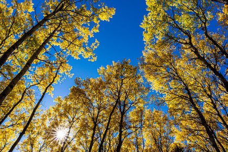 A forest with many trees and a bright blue sky. The sun is shining through the trees, creating a warm and inviting atmosphere. The trees are full of leaves, and the sky is clear and blueの写真素材