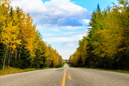 A road with trees on both sides and a clear blue sky. The road is empty and there is no trafficの写真素材