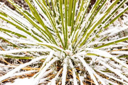 A snow covered plant with a green stem.の写真素材