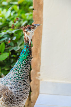 A peacock is standing in front of a wall. The peacock is green and blue with a brown headの写真素材