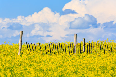 A field of yellow flowers with a fence in the background. The sky is cloudy and the sun is shiningの写真素材