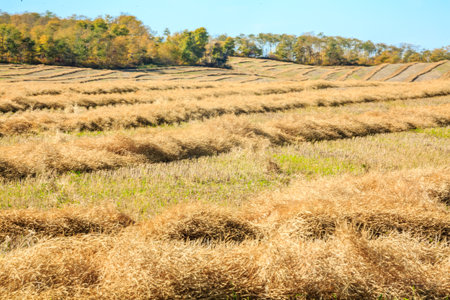 A field of wheat is shown in the image, with the sun shining brightly on the golden crop. The field is vast and stretches out in all directions, giving the impression of a peacefulの写真素材