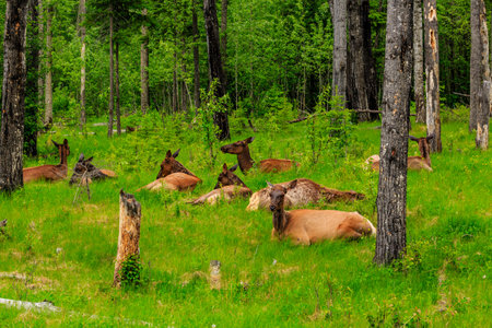 A group of deer are resting in a lush green field. The scene is calm and tranquil, with the deer lying down in various positions, some closer to the camera and others further away. The grass is tallの写真素材