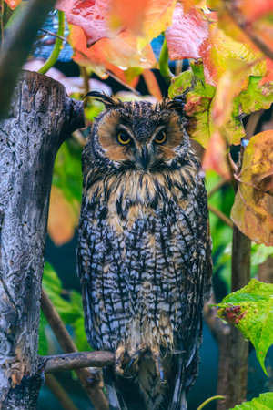 A brown owl is perched on a branch of a tree. The owl is looking at the cameraの写真素材