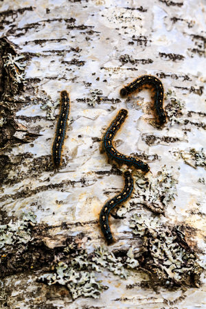 A group of insects are crawling on a tree trunk