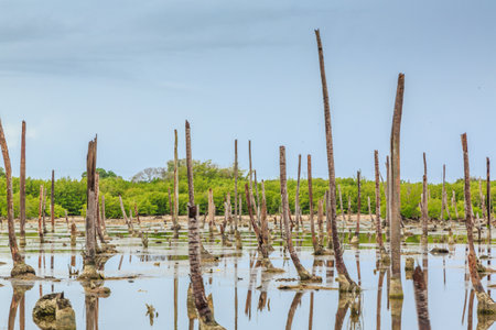 A large body of water with many trees floating on it. The water is calm and the sky is clearの写真素材