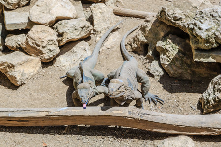 Two lizards are on a log in a zoo enclosure. One of the lizards is licking its tongueの写真素材