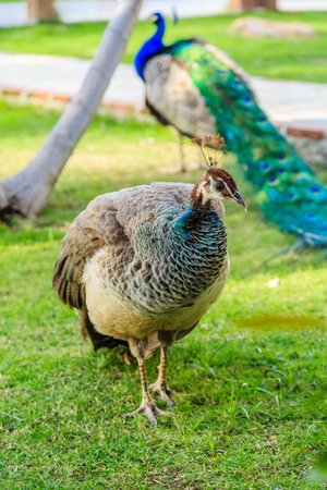A large peacock stands in a grassy field. The bird is surrounded by a few other peacocks, one of which is smaller than the others. The scene is peaceful and sereneの写真素材