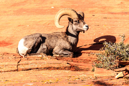 A ram with horns is laying down on a rocky surface. The ram is looking to the rightの写真素材