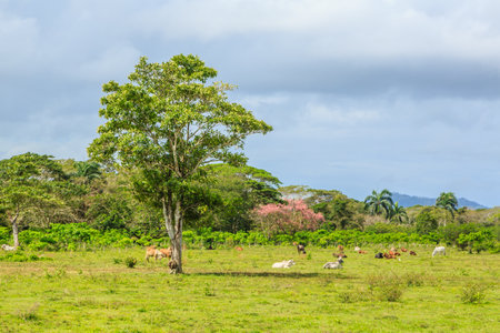 A herd of cows are grazing in a field with a large tree in the background. The scene is peaceful and serene, with the cows scattered throughout the field and the tree providing a sense of shadeの写真素材