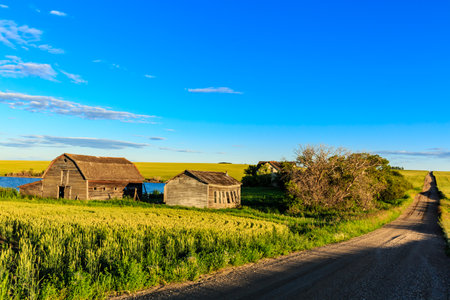 A rural road with a farmhouse and barns in the background. The sky is clear and blue, and the sun is shining brightly. The scene is peaceful and sereneの写真素材