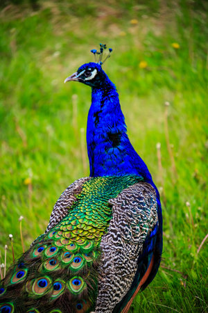 A blue and green peacock stands in a grassy field. The bird's feathers are vibrant and eye-catching, and it is looking to the right. The scene is peaceful and sereneの写真素材