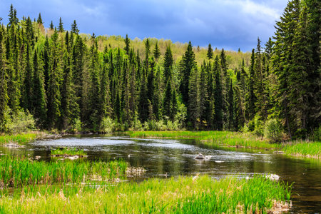 A forest with a lake in the middle. The lake is surrounded by trees and has a calm, peaceful atmosphereの写真素材