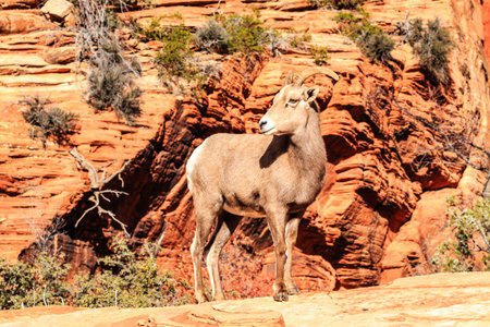 A goat stands on a rocky hillside in the desert. The goat is looking to the rightの写真素材