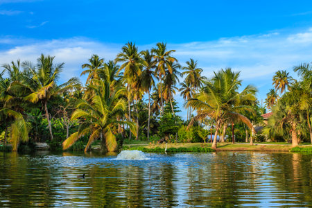 A beautiful tropical scene with palm trees and a small body of water. The water is calm and the sky is clear, creating a peaceful and serene atmosphereの写真素材