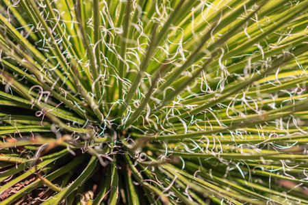 A close up of a plant with many spines. The plant is green and has a lot of texture