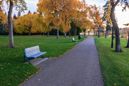 A park with a path and benches. The path is lined with trees and the benches are emptyの写真素材