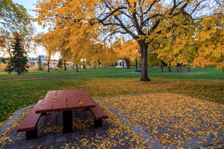 A park bench sits in a park with a large tree behind it. The bench is empty and surrounded by fallen leaves. The scene is peaceful and sereneの写真素材