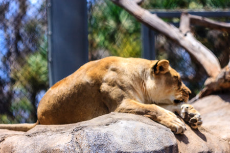 A lion is laying on a rock in a zoo enclosure. The lion is looking down and he is restingの写真素材