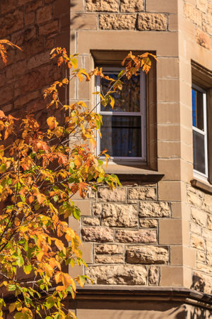 A window with a view of a tree with leaves that are orange and yellow. The window is on a building with a brick wallの写真素材