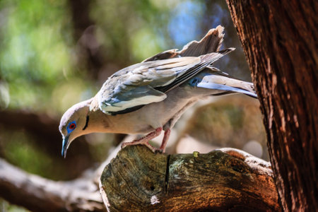 A bird is perched on a tree branch. The bird is brown and white with a blue beakの写真素材