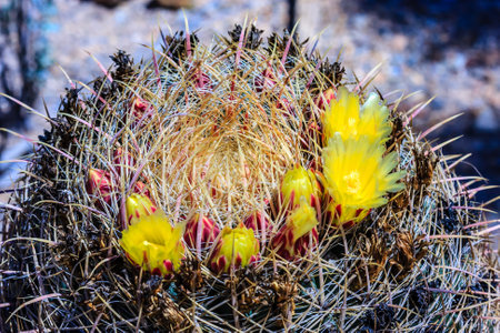 A cactus with yellow flowers and brown stems is the main focus of the image. The flowers are yellow and the stems are brown, giving the plant a unique and interesting appearanceの写真素材