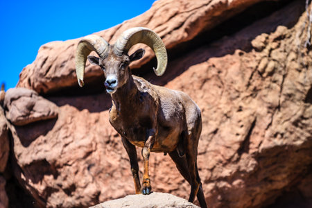 A ram with horns is standing on a rock. The ram is looking at the camera. The image has a sense of adventure and explorationの写真素材