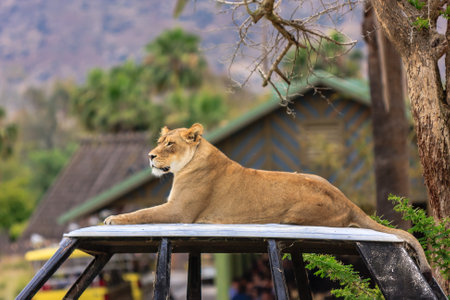 A lion is laying on a metal platform in front of a house. The lion appears to be relaxed and comfortable in its surroundingsの写真素材