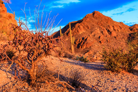 A desert landscape with a cactus and a tree. The sky is blue and the sun is settingの写真素材