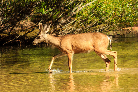 A deer is walking through a body of water. The water is green and the deer is brownの写真素材