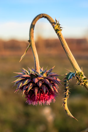 A flower with a long stem is wilting. The flower has a long stem