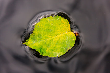 A leaf is floating on the surface of a body of water. The leaf is green and is in the middle of the...