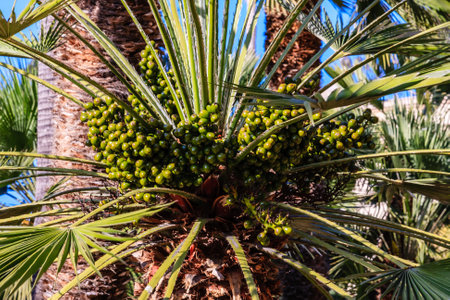 A tree with green leaves and small green fruits is full of them. The tree is a palm tree, and it is surrounded by other palm treesの写真素材