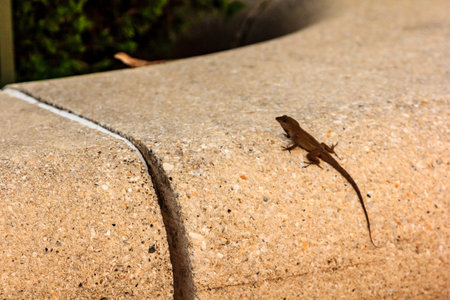 A lizard is sitting on a cement ledge. The lizard is brown and has a long tail. The ledge is next to a benchの写真素材