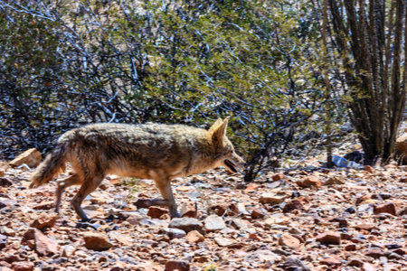 A coyote is walking through a desert with a lot of rocks and bushes. Scene is calm and peaceful, as the coyote seems to be enjoying its walk in the wildernessの写真素材