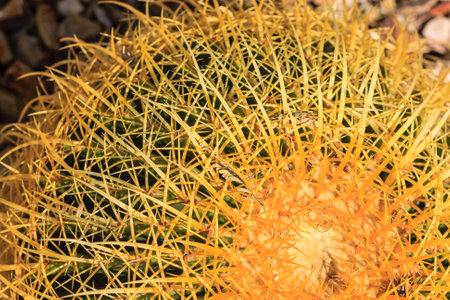 A yellow cactus with brown spines. The cactus is surrounded by a yellow and brown colorの写真素材
