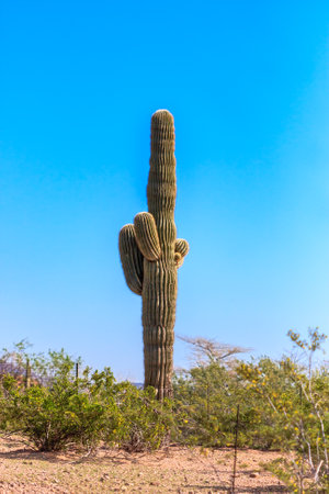 A tall cactus stands in a desert with a clear blue sky above. The cactus is the only plant in the scene, and it is the only thing that stands out. The scene is peaceful and sereneの写真素材